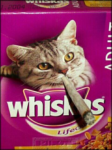 whiskas_baton.jpg